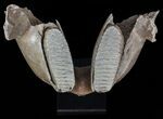 Wide Woolly Mammoth Lower Jaw With M Molars #57823-2